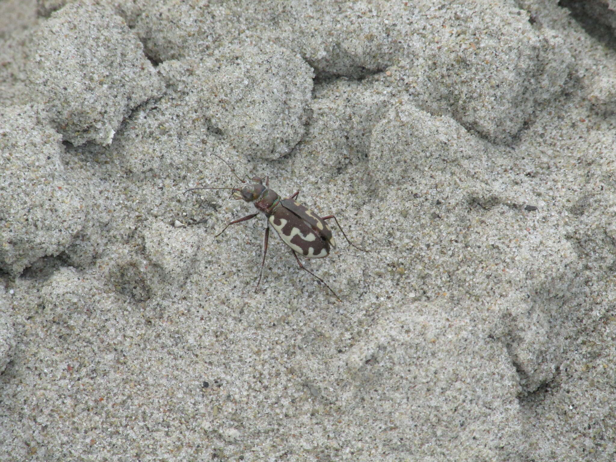 Image of Hairy-necked Tiger Beetle