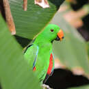 Image of Eclectus roratus polychloros (Scopoli 1786)