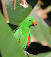 Image of Eclectus roratus polychloros (Scopoli 1786)