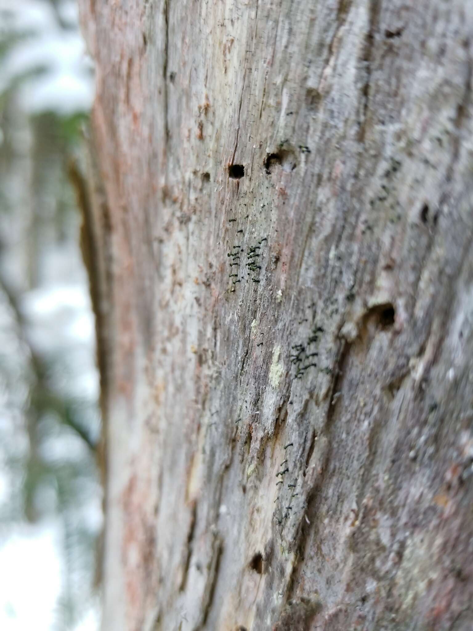 Image of Yellow-collar stubble lichen;   Spike lichen