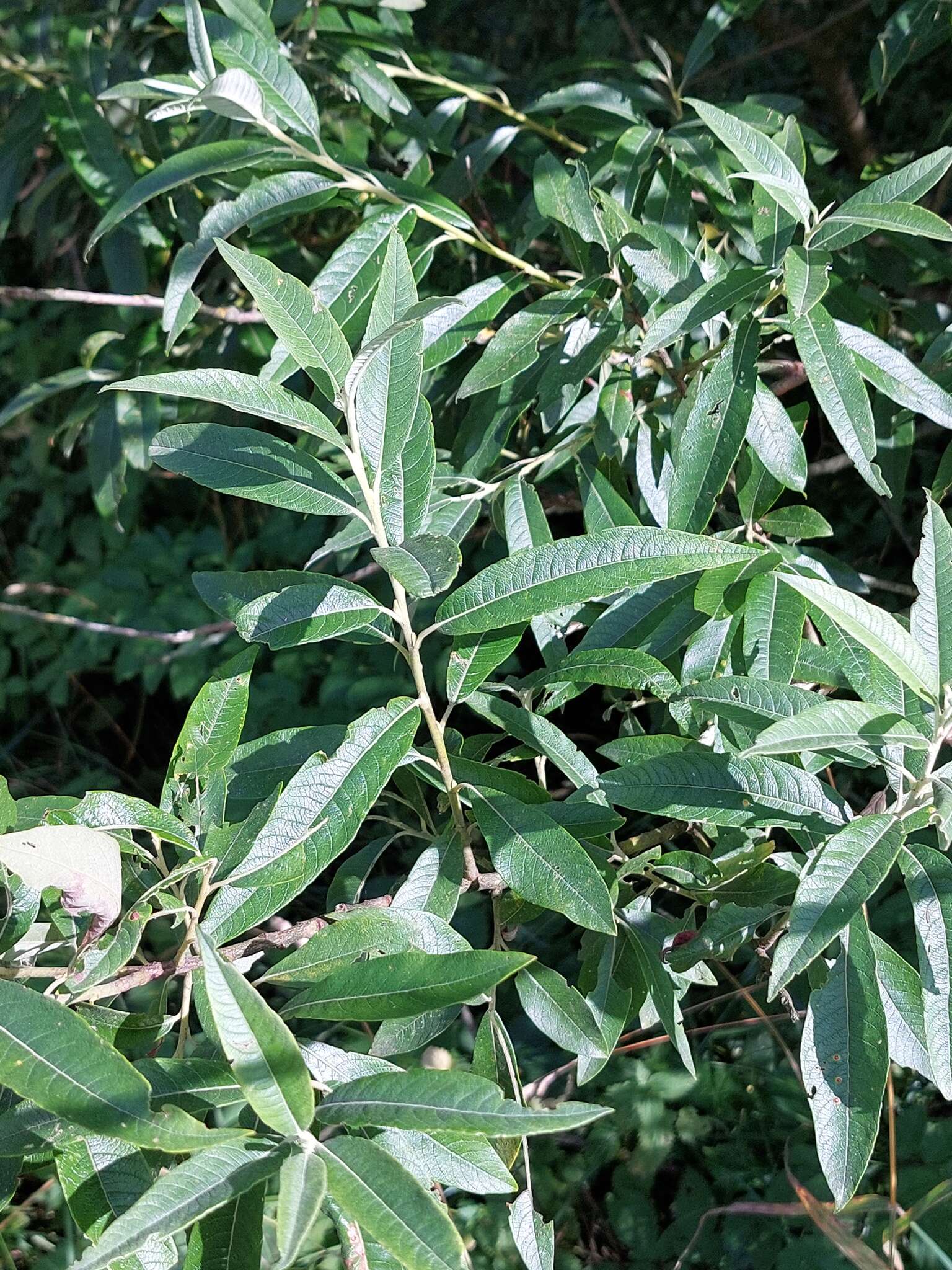 Image of silky-leaf osier