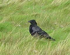 Imagem de Corvus corone corone Linnaeus 1758