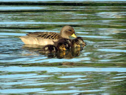 Image of Yellow-billed Teal