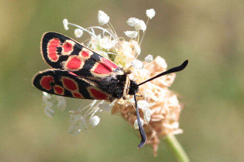 Image of Zygaena carniolica suavis Burgeff 1926