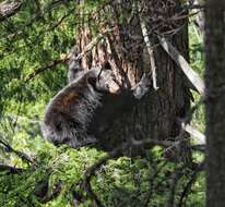 Image of Ursus americanus californiensis Miller 1900