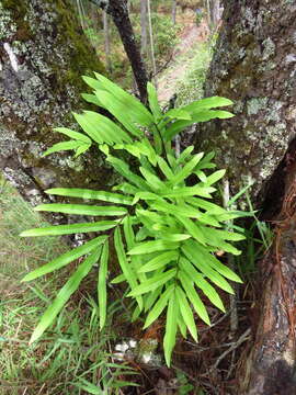 Слика од Serpocaulon triseriale (Sw.) A. R. Sm.