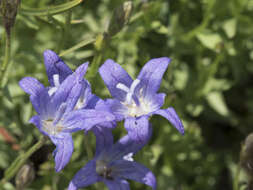 Image de Campanula wilkinsiana Greene