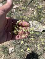 Image of Havard's buckwheat