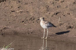 Image of Water Dikkop