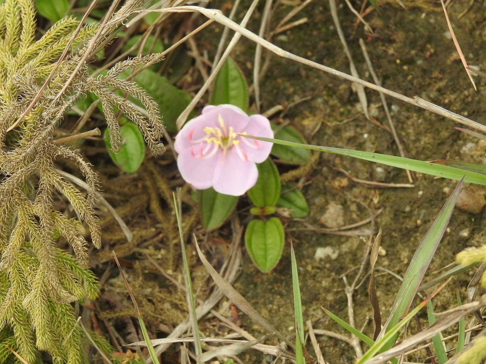 Image of Melastoma dodecandrum Lour.