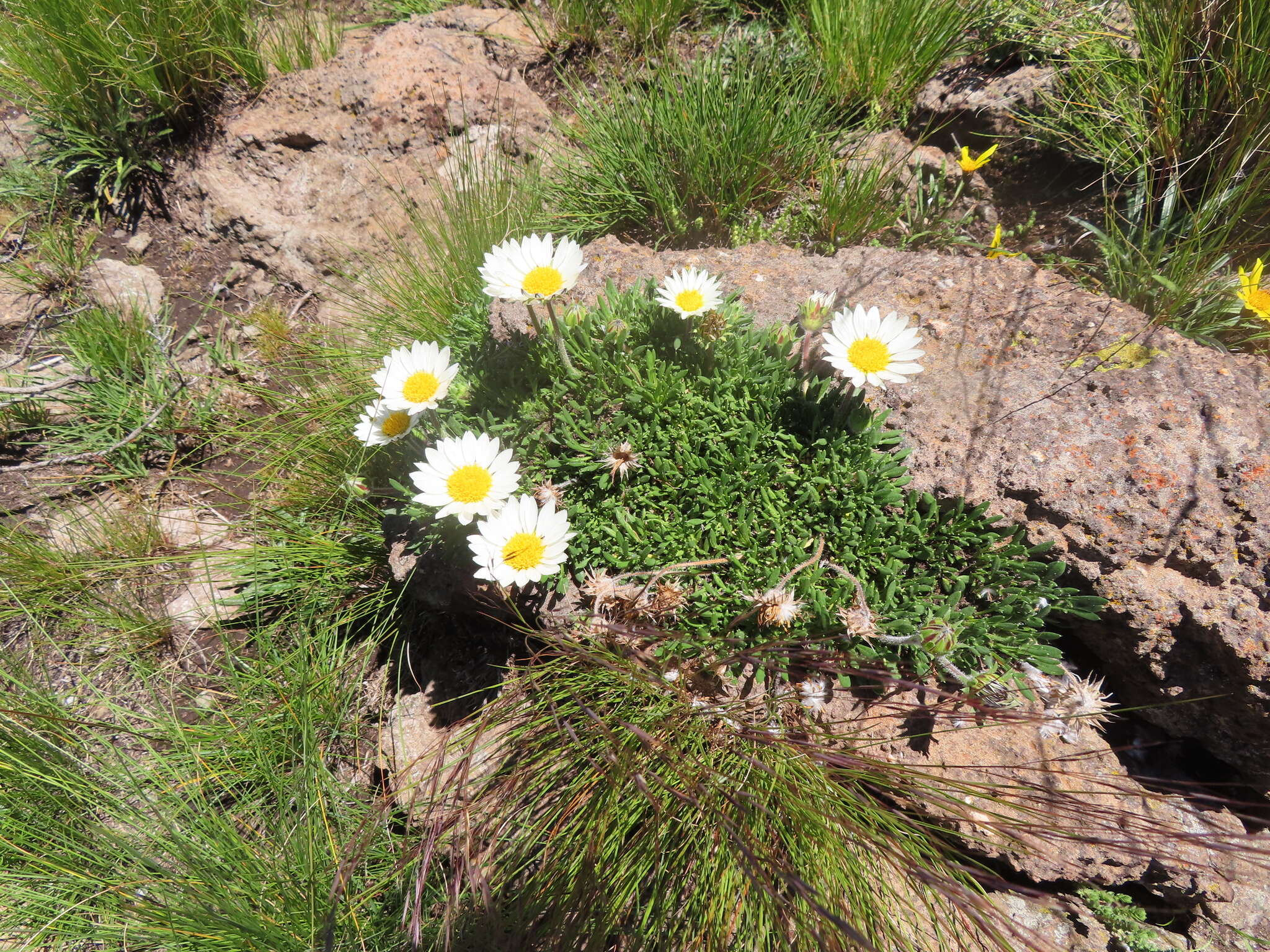 Image of Hirpicium armerioides (DC.) Roessler