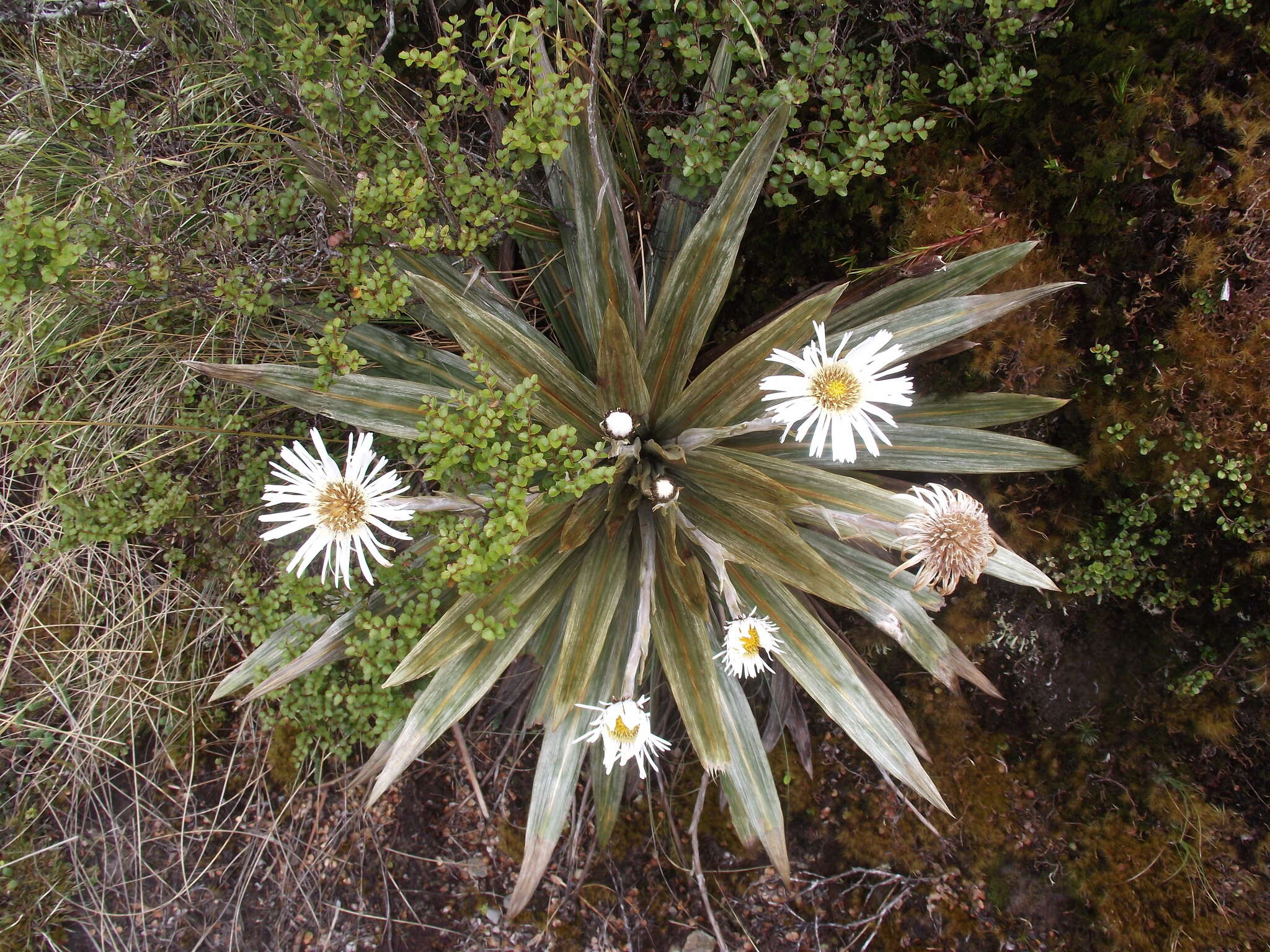 Plancia ëd Celmisia coriacea (Forst. fil.) Hook. fil.