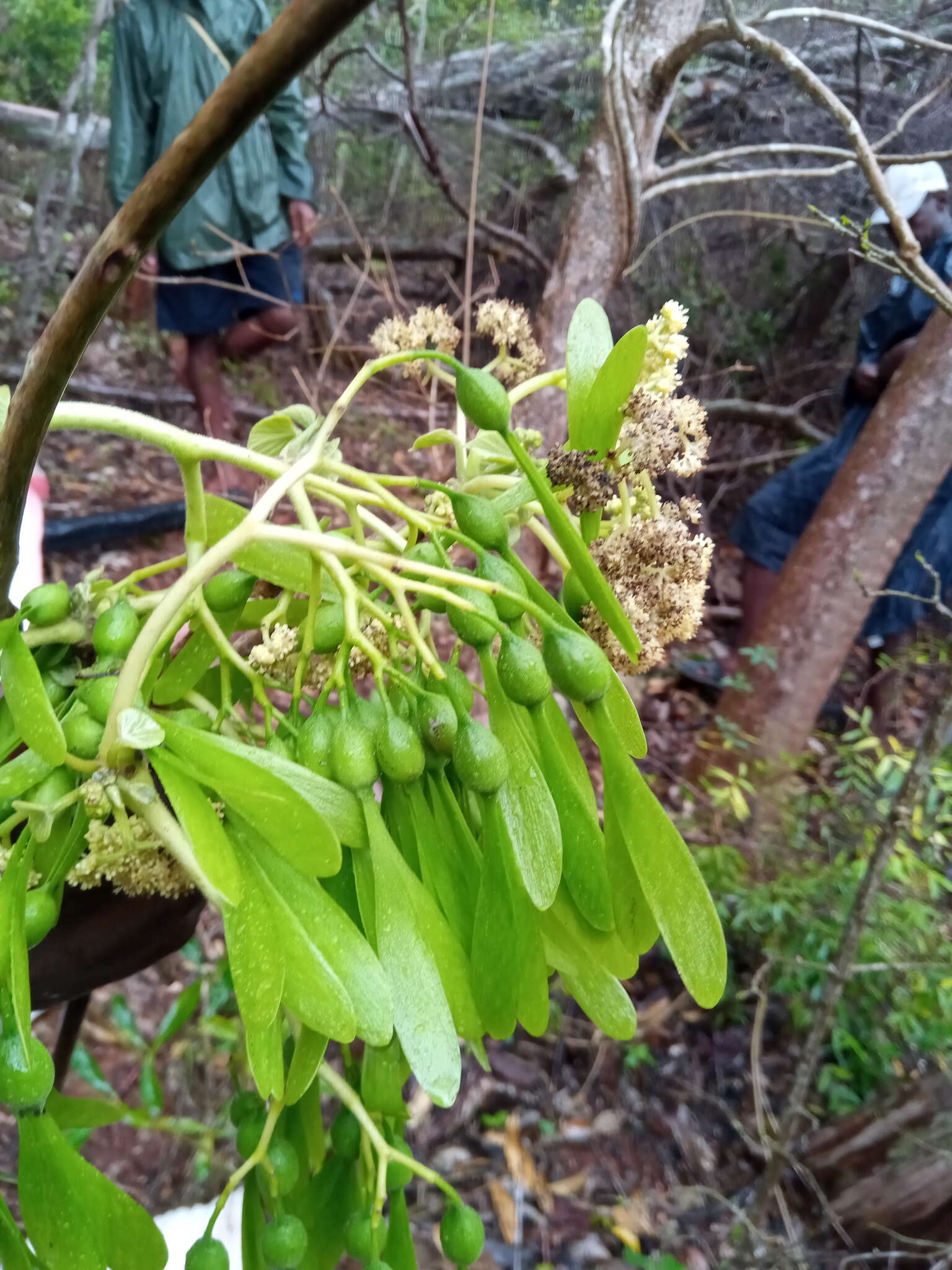 Image of Gyrocarpus