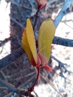 Acridocarpus excelsus A. Juss.的图像