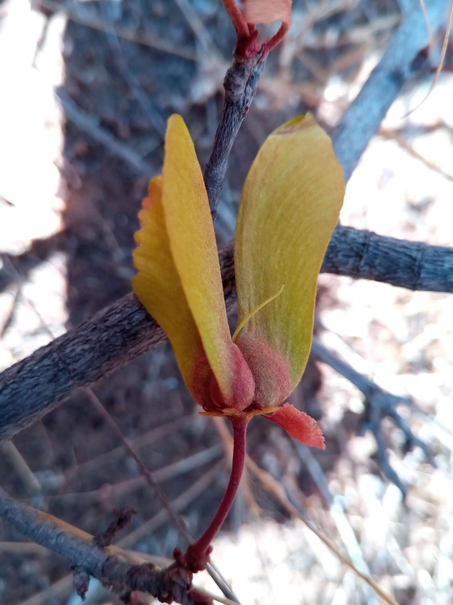 Acridocarpus excelsus A. Juss.的图像