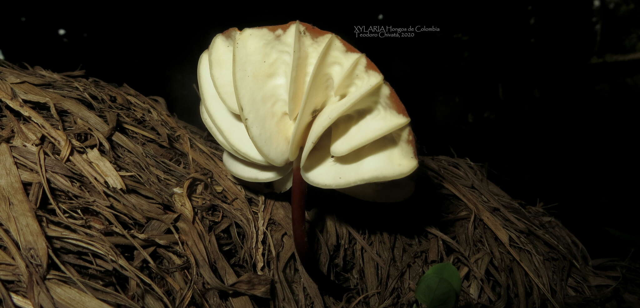 Image of Marasmius berteroi (Lév.) Murrill 1915