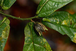 Image of Scaphopetalum thonneri De Wild.