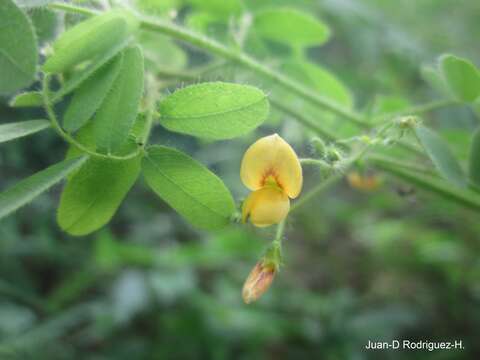 Image of Aeschynomene brasiliana (Poir.) DC.