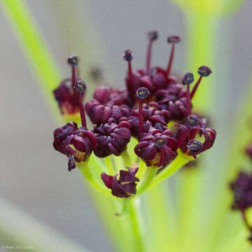 Image of butte desertparsley