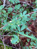 Слика од Acmispon parviflorus (Benth.) D. D. Sokoloff