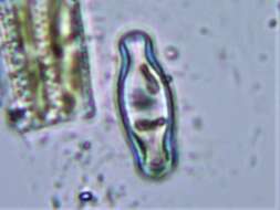 Image of Hippodonta Lange-Bertalot, Witkowski & Metzeltin 1996