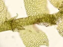 Image of Lophocolea minor Nees