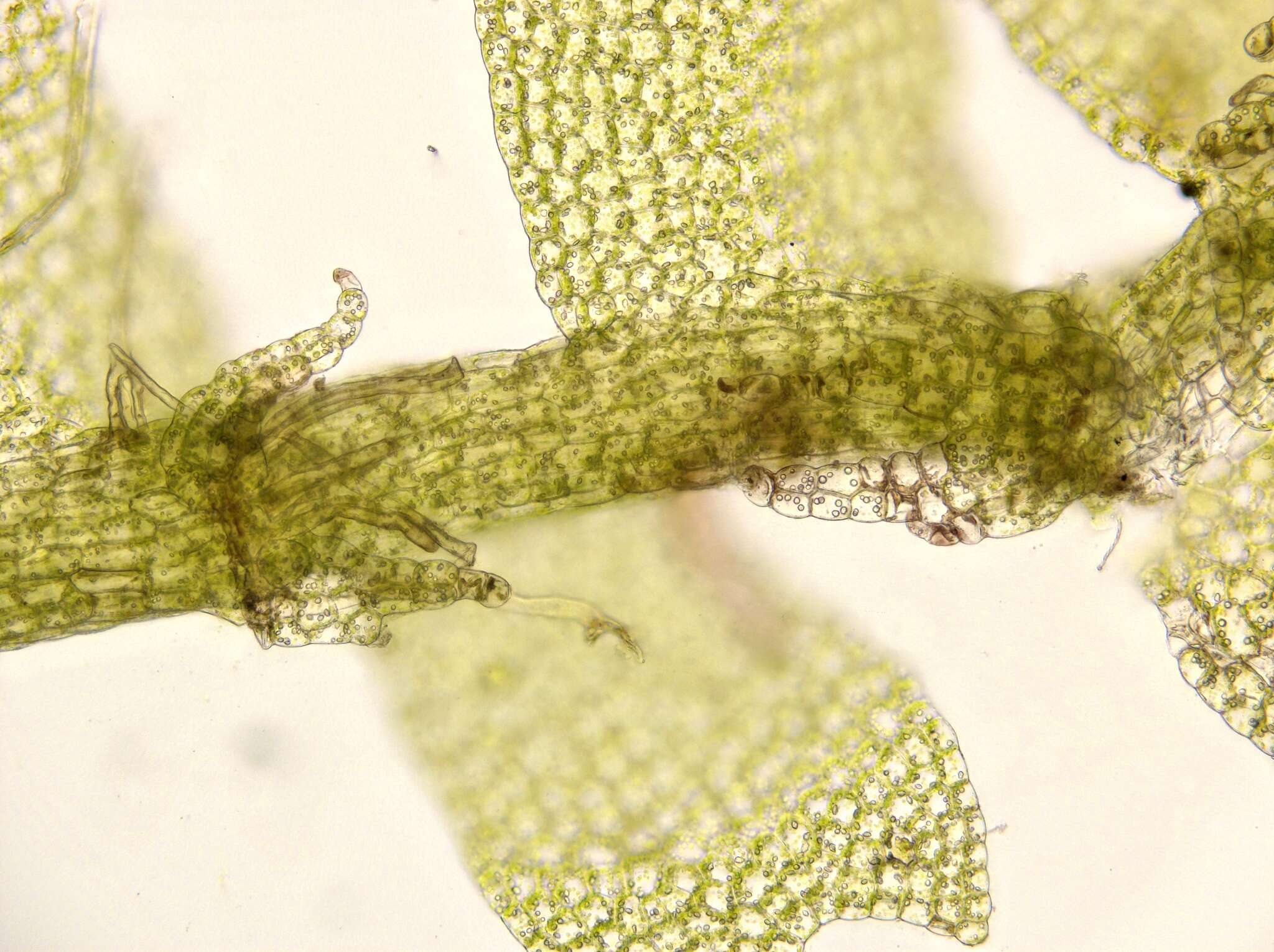 Image of Lophocolea minor Nees