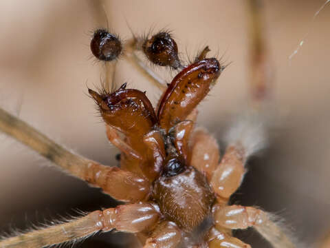 Image of Tetragnatha montana Simon 1874