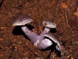 Image of Inocybe violaceocaulis Matheny & Bougher 2005