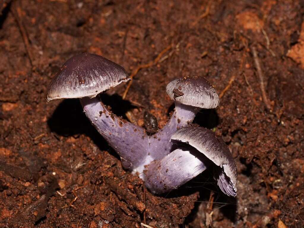 Image of Inocybe violaceocaulis Matheny & Bougher 2005