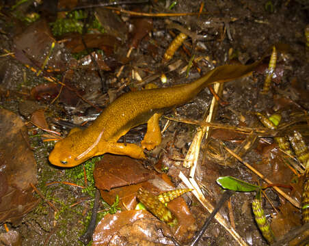 Image of Rough-skinned Newt