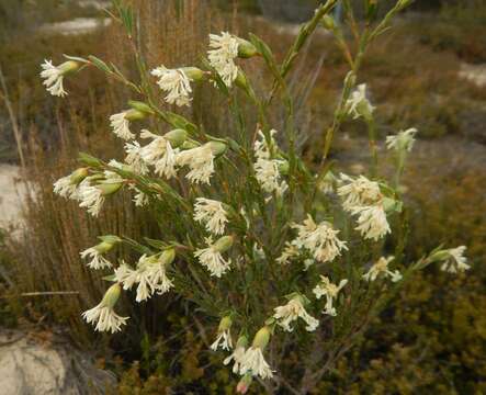 Image of Pimelea stricta Meissn.