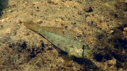 صورة Gnatholepis anjerensis (Bleeker 1851)