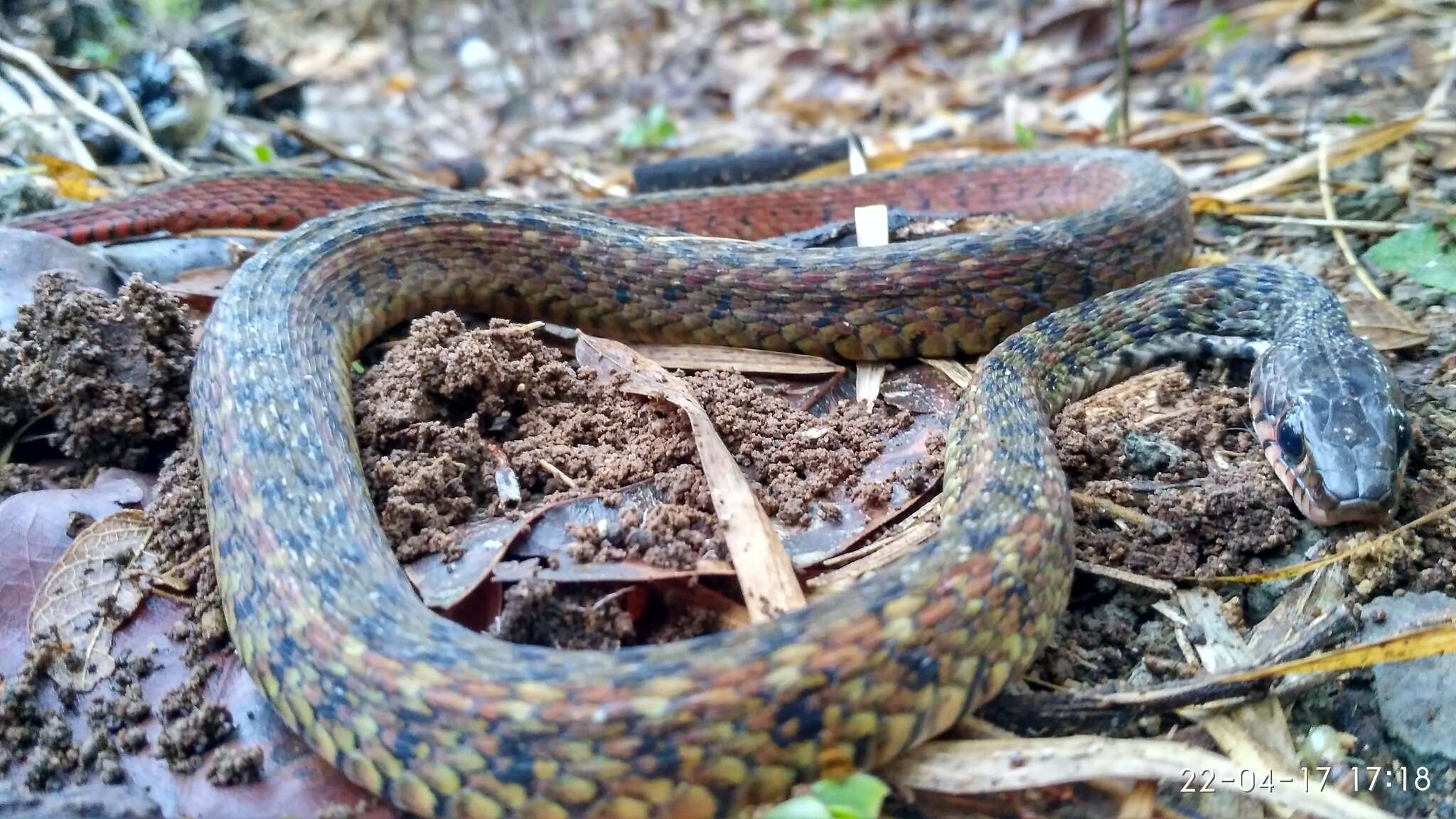 Imagem de Xenochrophis maculatus (Edeling 1864)