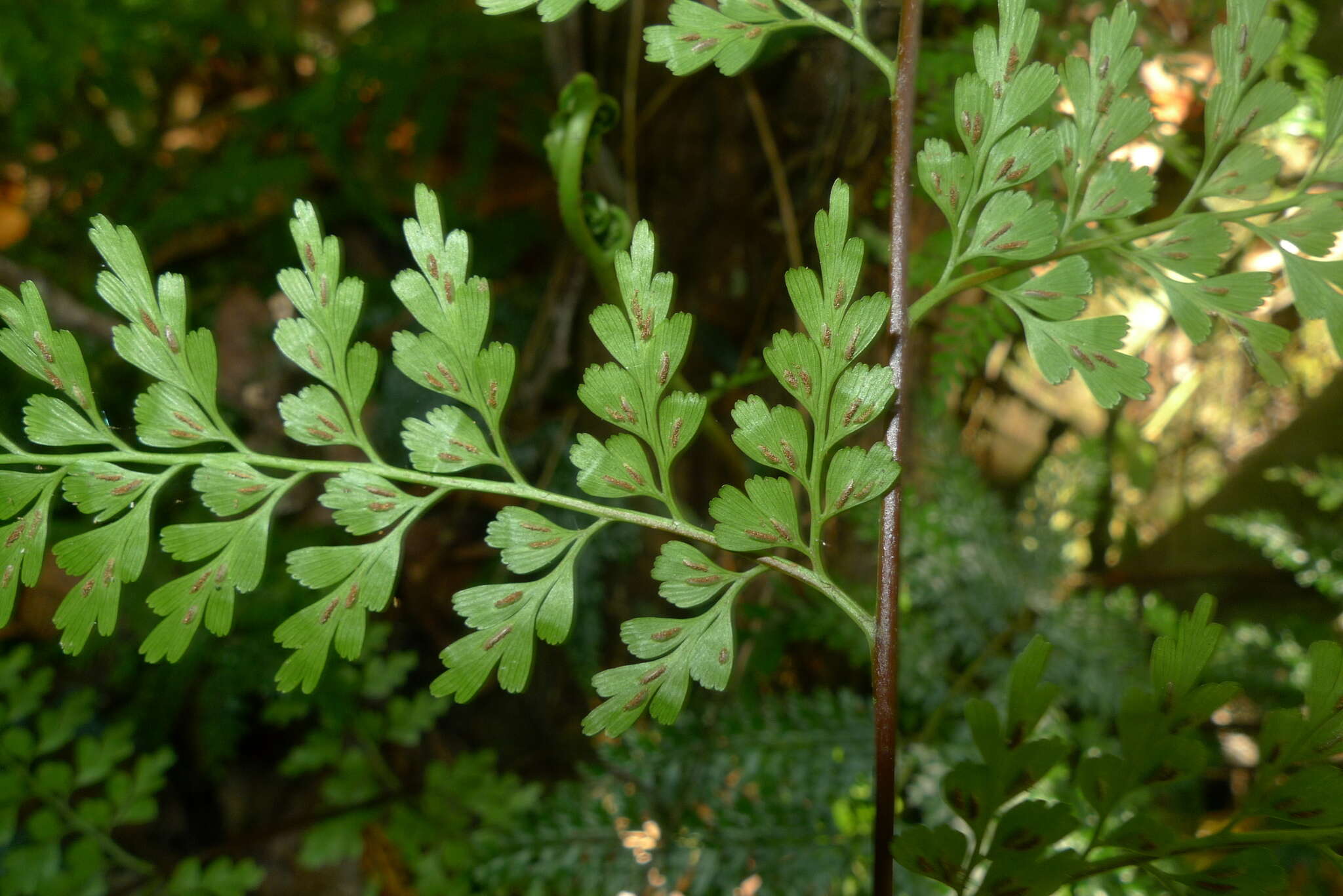 Image of Johnstone River fern