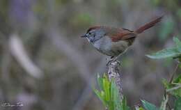 Image of Sooty-fronted Spinetail