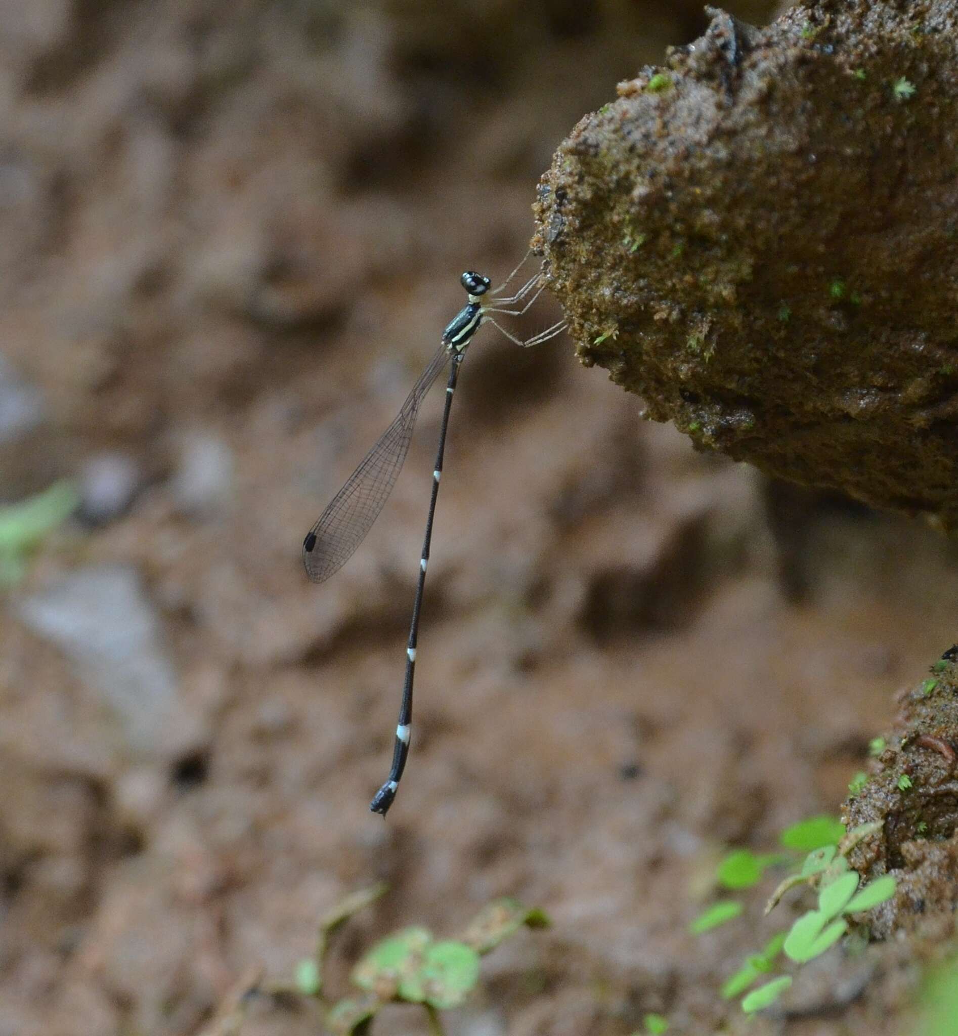 Image of Protosticta gravelyi Laidlaw 1915