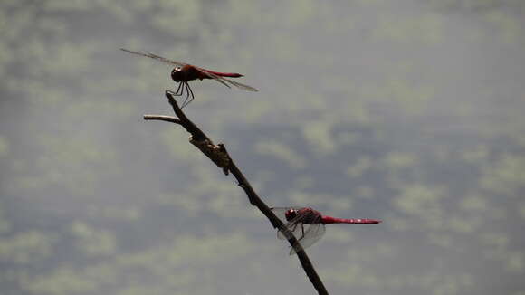 Tramea abdominalis (Rambur 1842) resmi