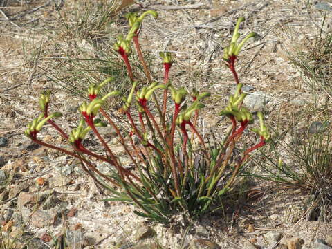 Image of Anigozanthos bicolor subsp. decrescens Hopper