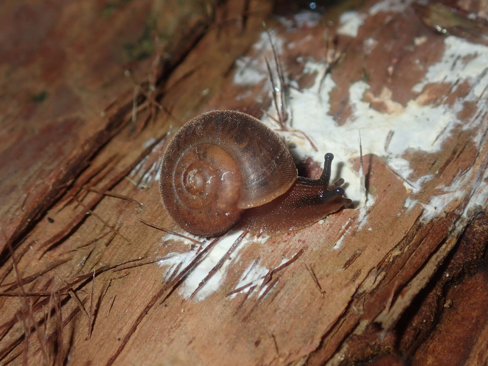 Image of Austrochloritis laurieton Shea & Griffiths 2010