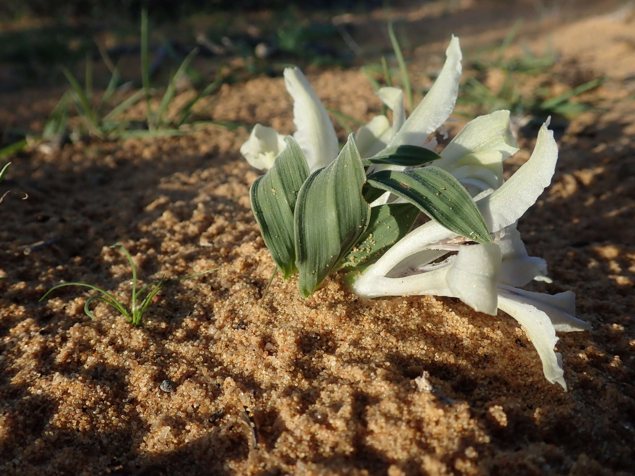 Image of Babiana confusa (G. J. Lewis) Goldblatt & J. C. Manning