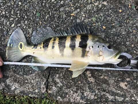 Image of Azul Peacock Bass