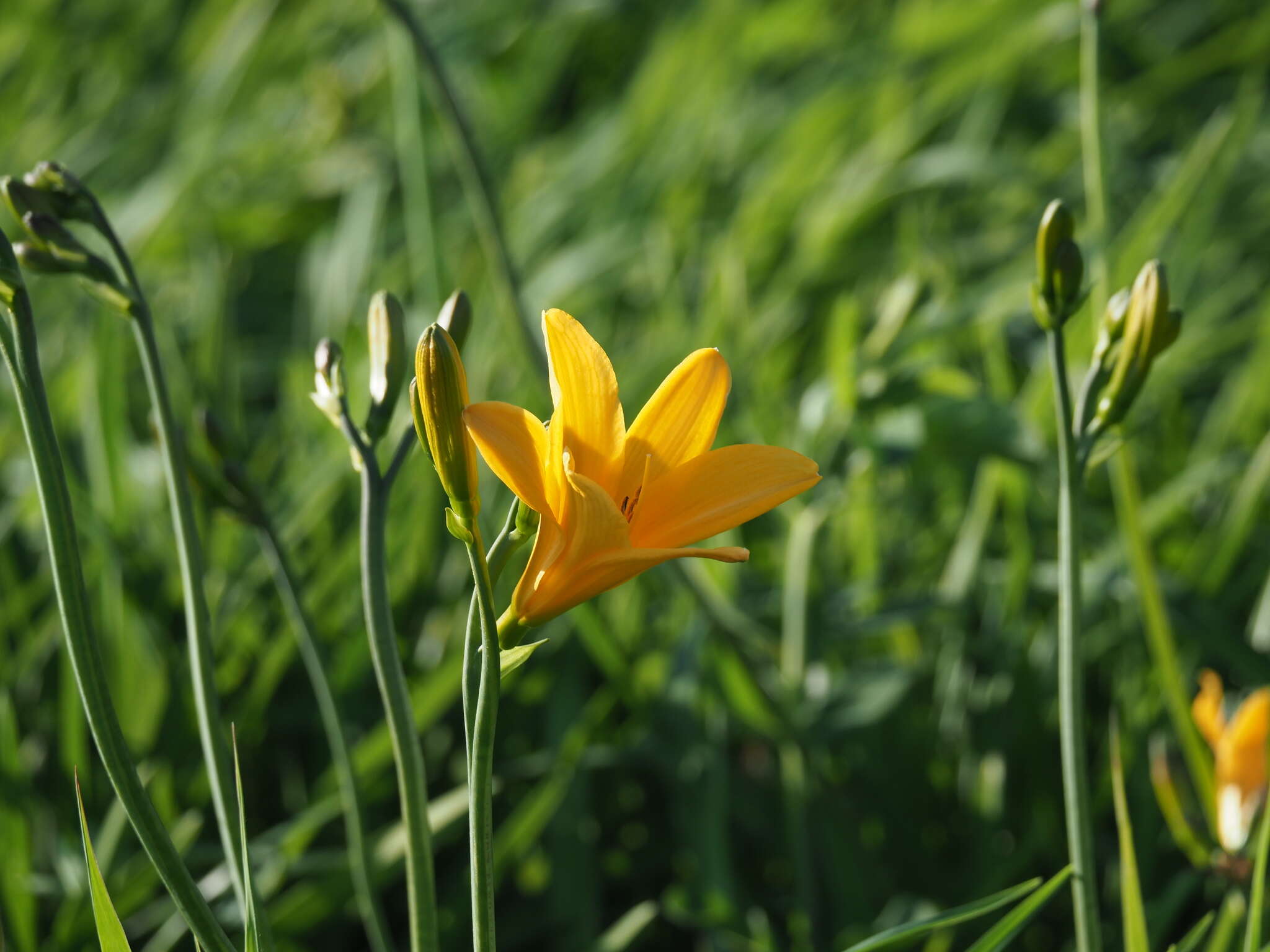 Image of Hemerocallis middendorffii var. esculenta (Koidz.) Ohwi