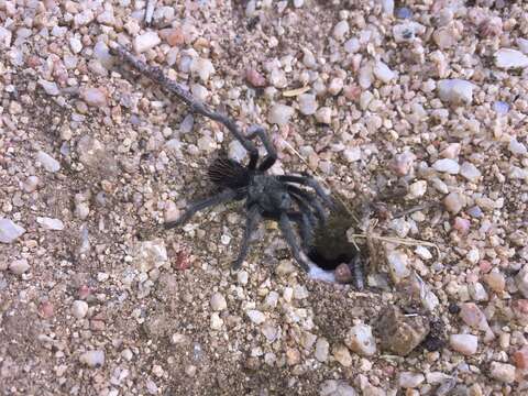 Image of Paloma Dwarf Tarantula