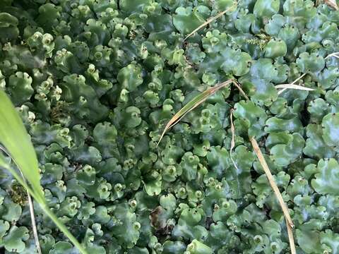 Image of Marchantia paleacea Bertol.