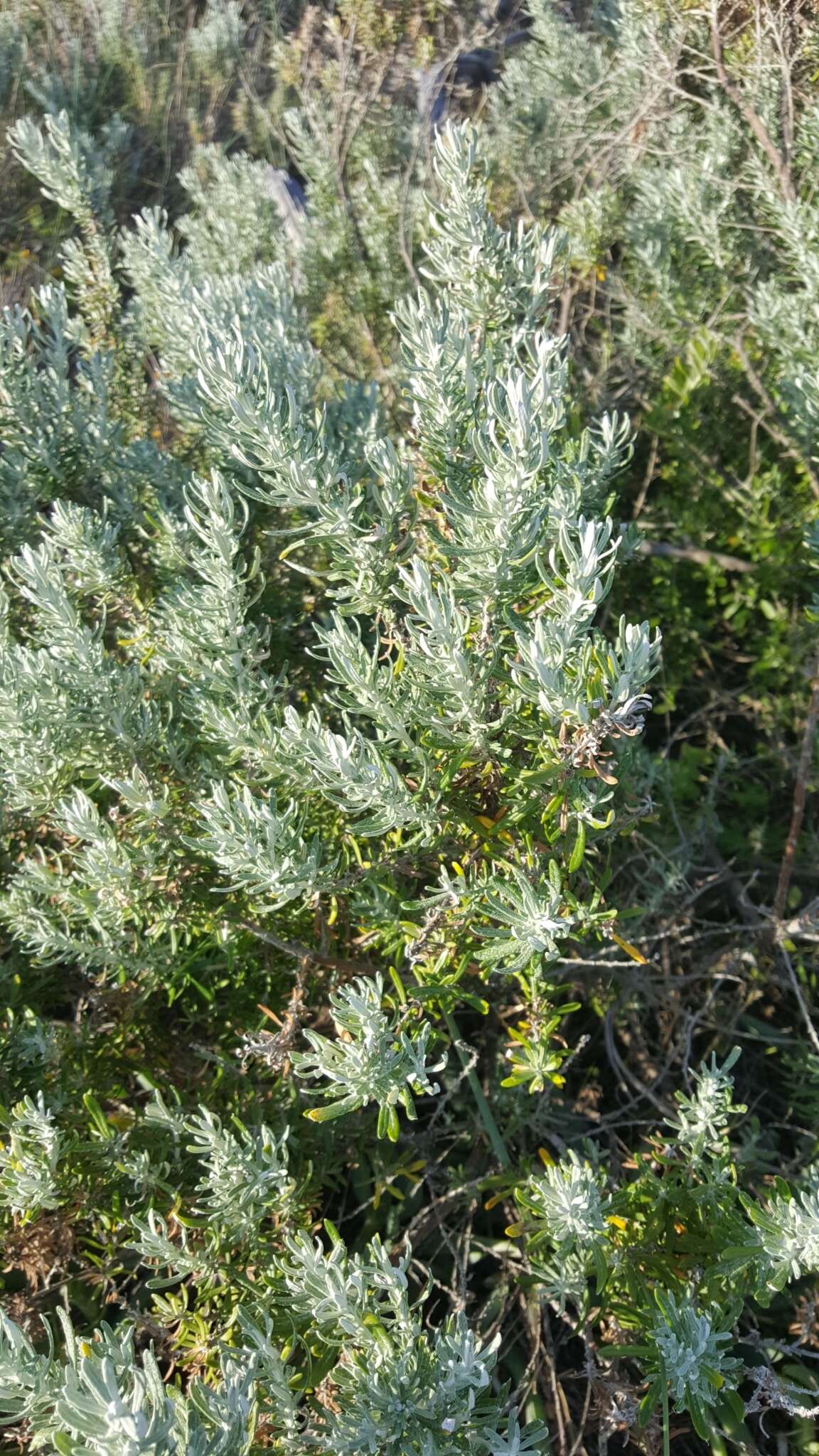 Image de Olearia axillaris (DC.) F. Müll.