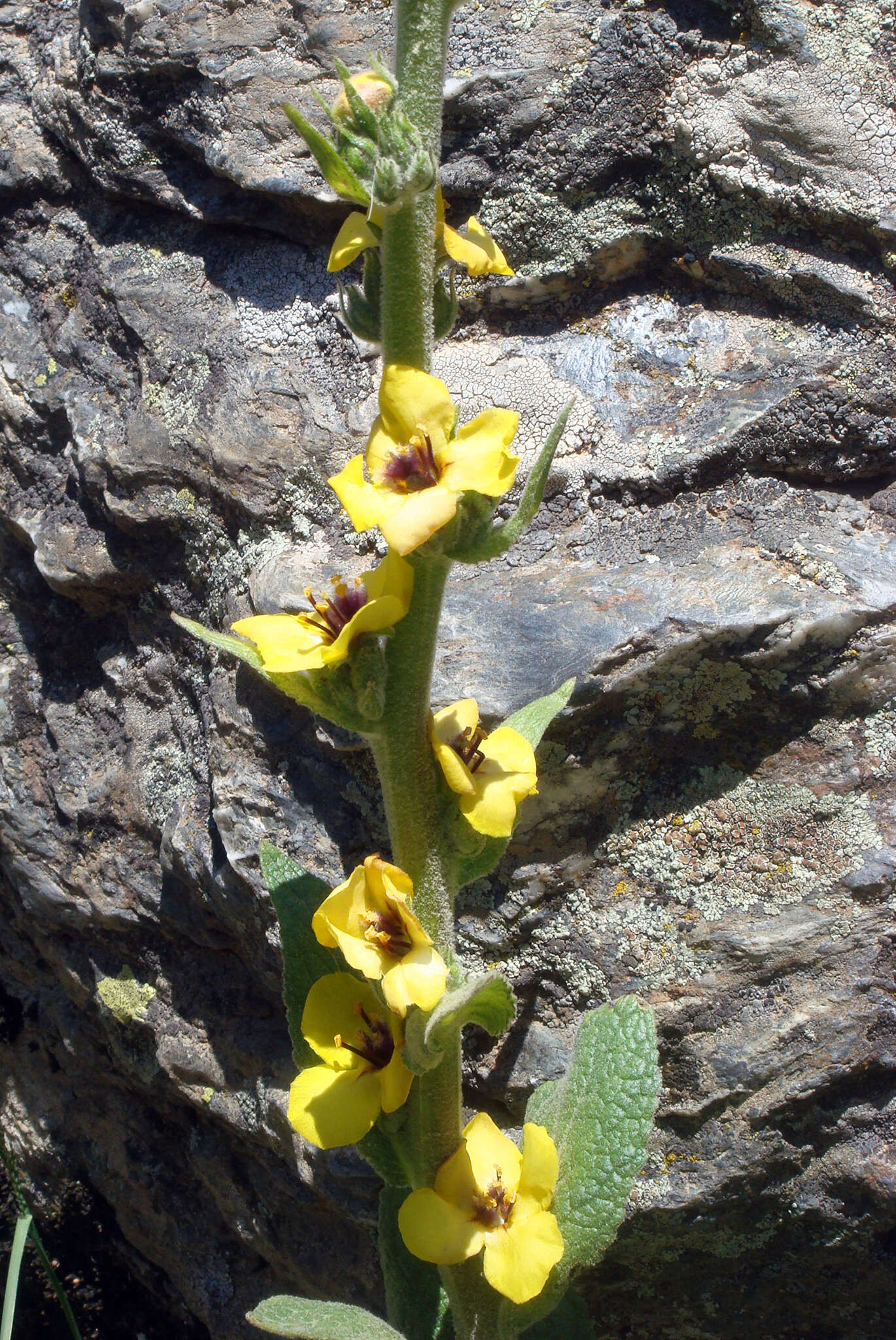 Image of Verbascum conocarpum Moris