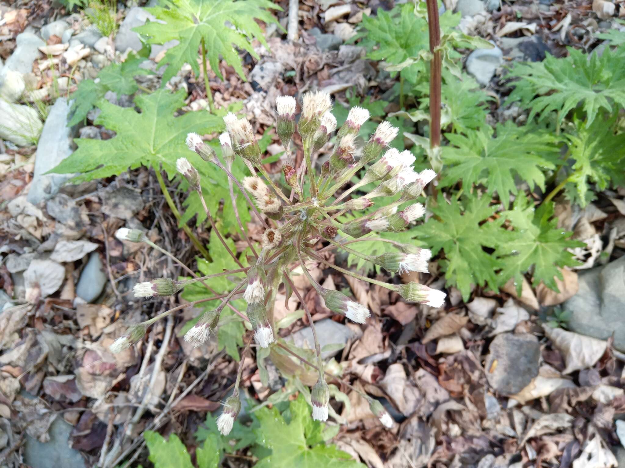 Petasites tatewakianus Kitam.的圖片