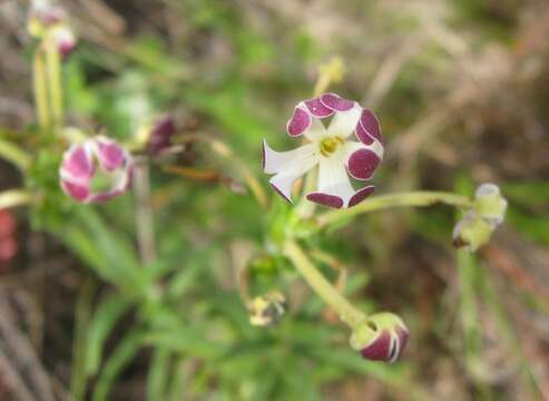 Image of Zaluzianskya capensis (L.) Walp.