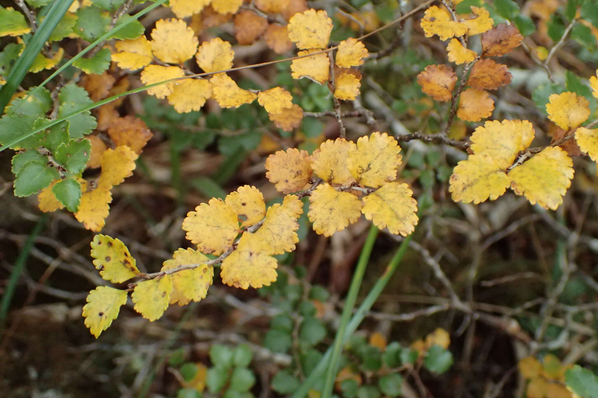 Image de Nothofagus menziesii (Hook. fil.) Oerst.